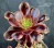 Aeonium 'Super Bang' f.variegata - Частная коллекция суккулентов ML Collection