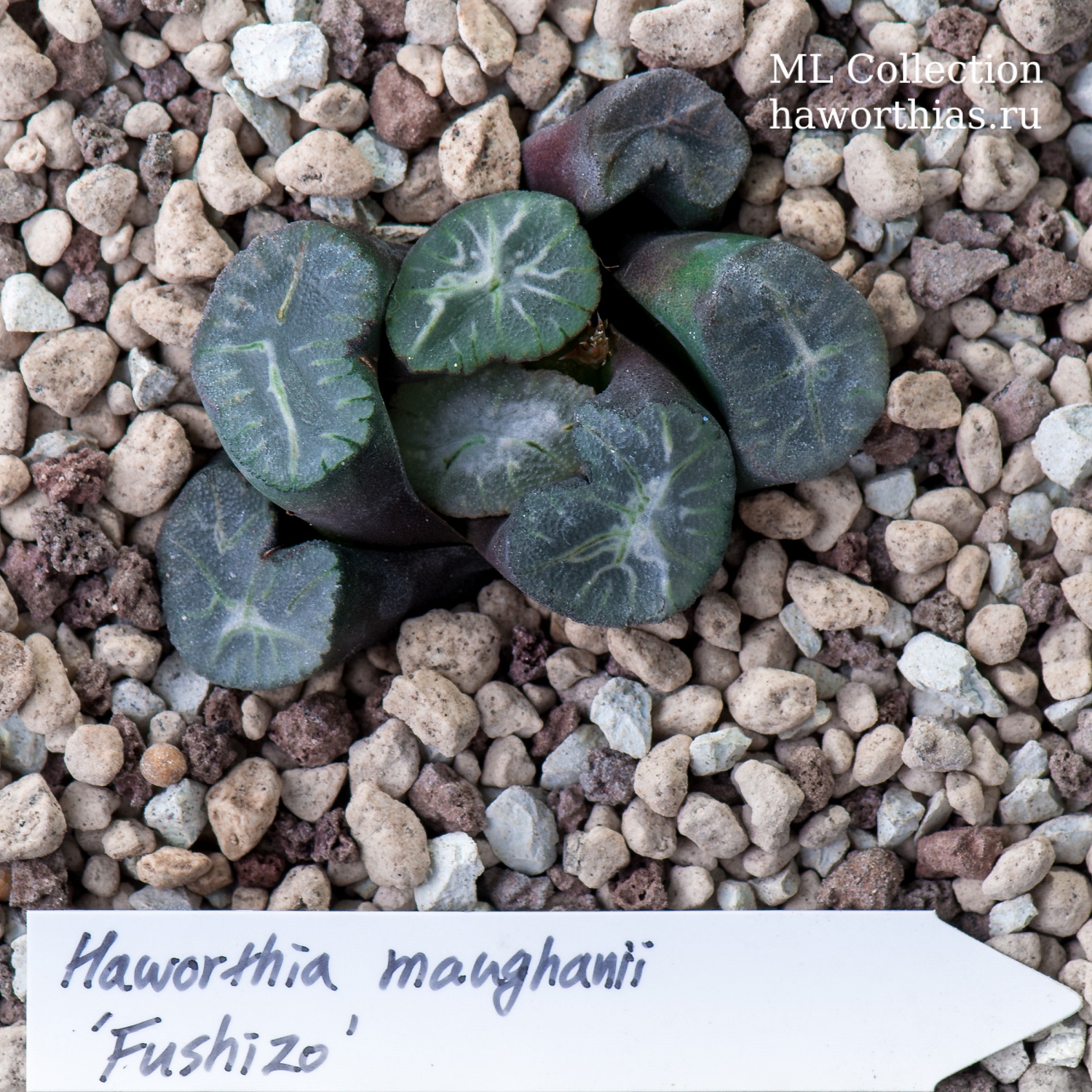 Haworthia maughanii