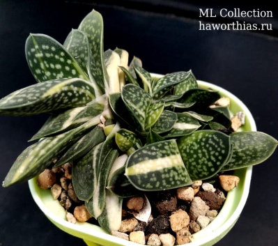Gasteria gracilis f. variegata - Частная коллекция суккулентов ML Collection