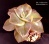 Graptoveria bainesii f. variegata (Граптоверия баинеси вариегатная) - Частная коллекция суккулентов ML Collection