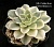 Echeveria  agavoides 'Tinker Bell' f. variegata - Частная коллекция суккулентов ML Collection