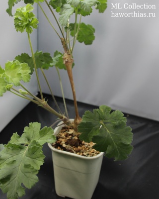 Пеларгония "Кортусина" (Pelargonium "Cortusina") - Частная коллекция суккулентов ML Collection