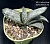 Gasteria 'Misuzu Fuji' - Частная коллекция суккулентов ML Collection