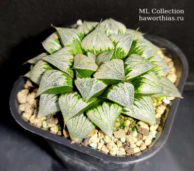 Haworthia Rabit Series 'SAHARA' (оригинальное растение от "Renny's Haworthia") - Частная коллекция суккулентов ML Collection