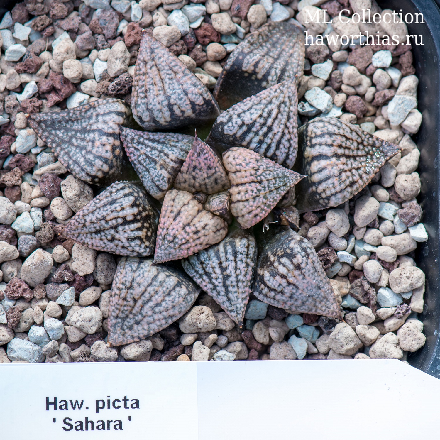Haworthia picta - Частная коллекция суккулентов ML Collection