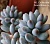 Pachyphytum 'Machucae' (baby finger) - Частная коллекция суккулентов ML Collection