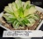 Haworthia 'Marin' Nishiki (оригинальное растение от "Renny's Haworthia") - Частная коллекция суккулентов ML Collection