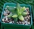 Pachyphytum compactum variegata - Частная коллекция суккулентов ML Collection