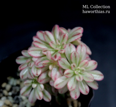 Эониум седифолиум вариегатный (Aeonium Sedifolium variegated) - Частная коллекция суккулентов ML Collection