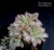 Эониум седифолиум вариегатный (Aeonium Sedifolium variegated) - Частная коллекция суккулентов ML Collection