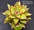 Echeveria agavoides 'Gisele' ("Zusung Collection" Ю.Корея) - Частная коллекция суккулентов ML Collection