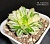 Haworthia 'Marin' Nishiki (оригинальное растение от "Renny's Haworthia") - Частная коллекция суккулентов ML Collection