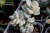 Котиледон орбикулата вариегатный (Cotyledon orbiculata cv. Fukumusume variegated ex. Zusung. - Частная коллекция суккулентов ML Collection