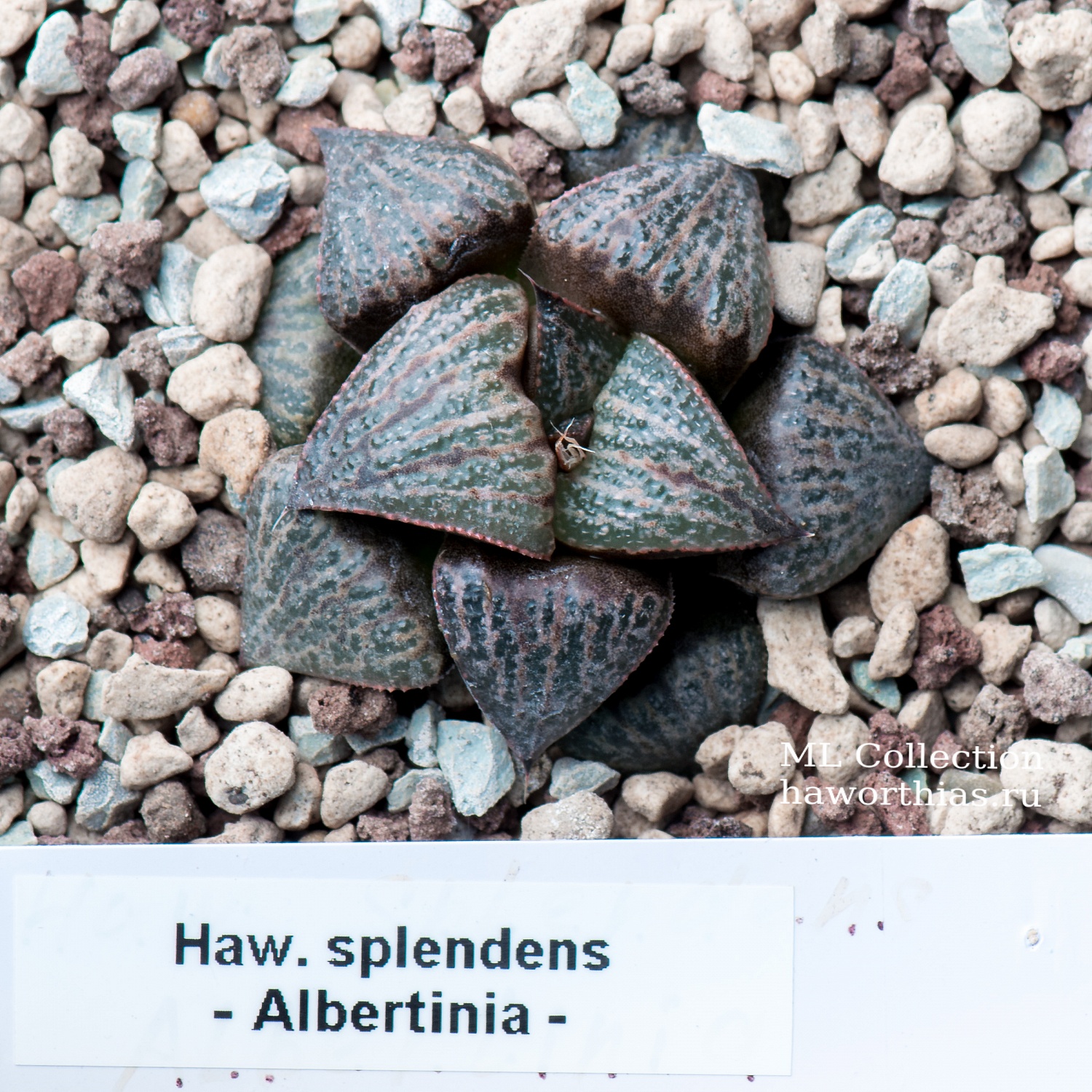 Haworthia splendens - Частная коллекция суккулентов ML Collection