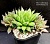 Haworthia lupula /Villiersdrop, JDV 94-36 IB 4152/ - Частная коллекция суккулентов ML Collection