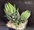 Haworthia coarctata 'Select Tubercles' - Частная коллекция суккулентов ML Collection