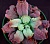 Echeveria 'Linguas' (Эхеверия 'Лингаус', "Zusung Collection" Ю.Корея) - Частная коллекция суккулентов ML Collection