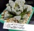 Haworthia 'Yuki Usagi' (оригинальное растение от "Renny's Haworthia") - Частная коллекция суккулентов ML Collection