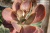 Эхеверия фимбриата вариегата. (Echeveria FIMBRIATA variegata) - Частная коллекция суккулентов ML Collection