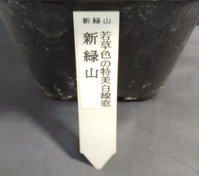Haworthia comptoniana 'Shinryokuzan' - Частная коллекция суккулентов ML Collection