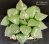 Haworthia 'Correcta MAKI' (оригинальное растение от "Renny's Haworthia") - Частная коллекция суккулентов ML Collection