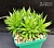 Haworthia zantneriana  - Частная коллекция суккулентов ML Collection