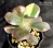 Echeveria 'Primadonna'  f. variegata (Эхеверия 'Примадонна' вариегатная) - Частная коллекция суккулентов ML Collection