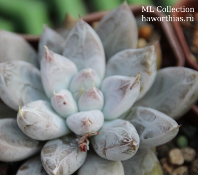 Эхеверия толиманенсис. (Echeveria tolimanensis) - Частная коллекция суккулентов ML Collection