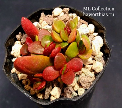 Crassula clavata - Частная коллекция суккулентов ML Collection