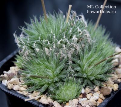 Хавортия (Haworthia) gracilis var. tenera - Частная коллекция суккулентов ML Collection