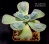 Echeveria 'Hearts Delight' ("Zusung Collection" Ю.Корея) - Частная коллекция суккулентов ML Collection