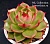 Echeveria agavoides 'Blue Dragon'  - Частная коллекция суккулентов ML Collection