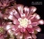 Aeonium 'Daisy ' f.variegata (Эониум "Дейзи" вариегатный) - Частная коллекция суккулентов ML Collection