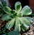 Эониум кастелло-пайвае вариегатный (Aeonium castello-paivae f. variegata ) - Частная коллекция суккулентов ML Collection