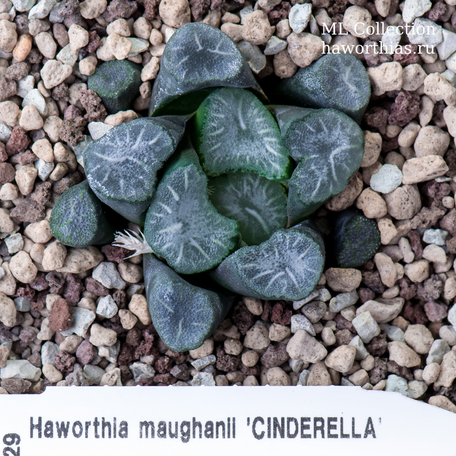 Haworthia maughanii