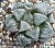 Haworthia splendens 'White Tiger' - Частная коллекция суккулентов ML Collection