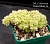 Aeonium tabuliforme f.cristata - Частная коллекция суккулентов ML Collection