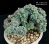 Echeveria glauca pumila f.cristata  (Эхеверия кристатная форма) - Частная коллекция суккулентов ML Collection