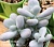 Pachyphytum oviferum - Частная коллекция суккулентов ML Collection