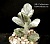 Cotyledon Orbiculata cv. Oophylla variegated  - Частная коллекция суккулентов ML Collection