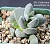 Крассула текта (Crassula tecta) - Частная коллекция суккулентов ML Collection