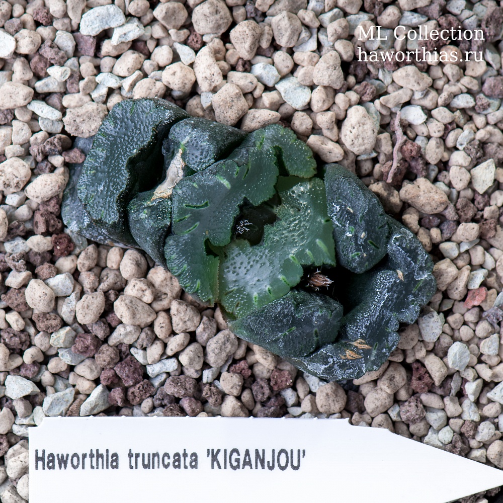 Haworthia truncata