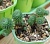 Очиток (Седум) мультицепс (Sedum multiceps) - Частная коллекция суккулентов ML Collection