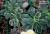 Эониум доместикум вариегатный (Aeonium domesticum variegata) - Частная коллекция суккулентов ML Collection