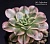 Aeonium 'Bronze Medal' variegated (Эониум Бронз Медал вариегатный) - Частная коллекция суккулентов ML Collection