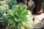 Эониум "Старберст" вариегата (Aeonium 'Starburst' f.variegata) - Частная коллекция суккулентов ML Collection