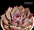 Echeveria chihuahuensis 'Ruby Blush'  (Эхеверия чихуахуенсис 'Руби Блаш') - Частная коллекция суккулентов ML Collection