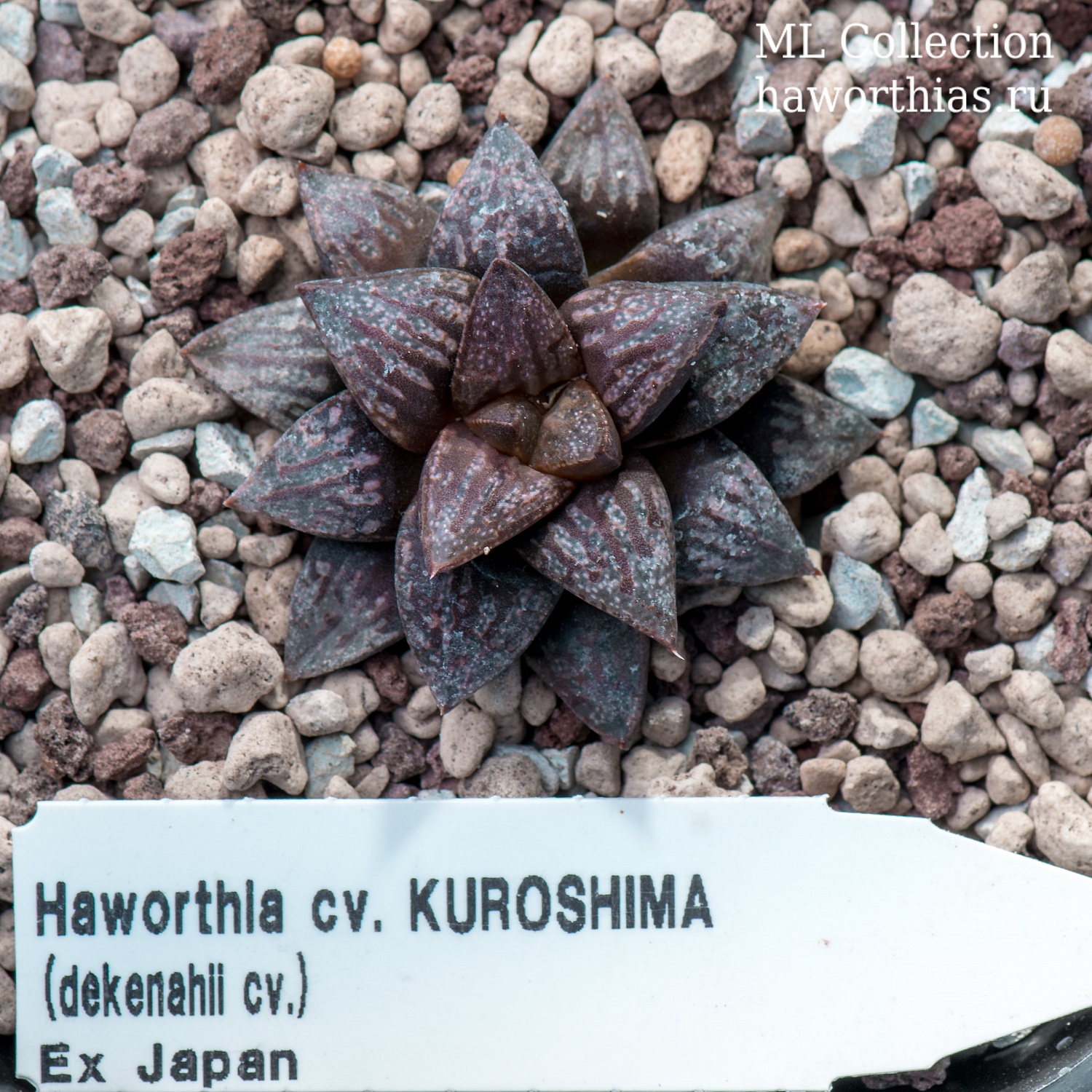 Haworthia picta - Частная коллекция суккулентов ML Collection