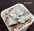 Echeveria 'Crispate Beauty' (Эхеверия 'Криспейт Бьюти', оригинальное растение от "Suculentia" Испания) - Частная коллекция суккулентов ML Collection