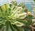 Эониум арбореум вариегатный (Aeonium arboreum 'Lutecvariegatum') - Частная коллекция суккулентов ML Collection